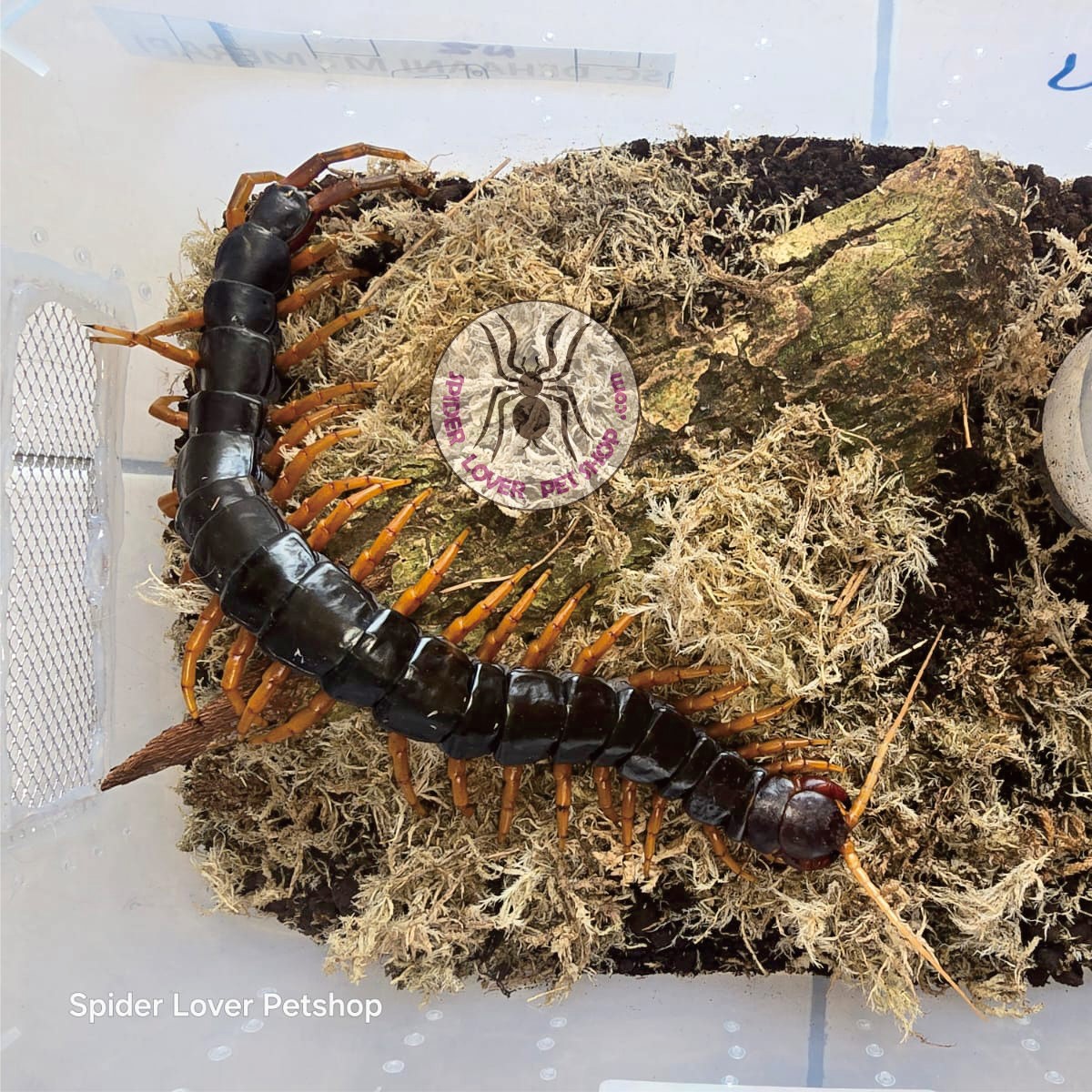 Scolopendra Merapi/ Kelabang/ Lipan/ Centipede | Spider Lover Pet Shop,  Tarantula Bandung